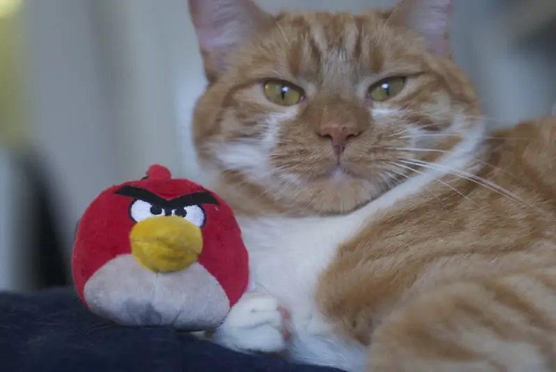 Правообладатель бренда Angry Birds не смог оспорить решение суда по иску к самарскому кондитерскому комбинату